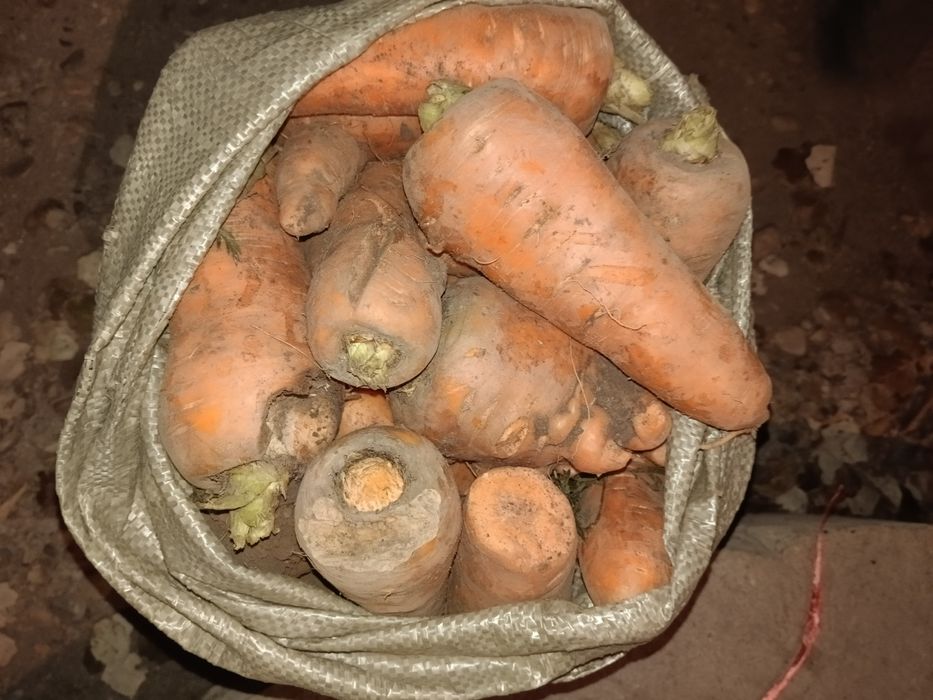 Морковь продам мешками