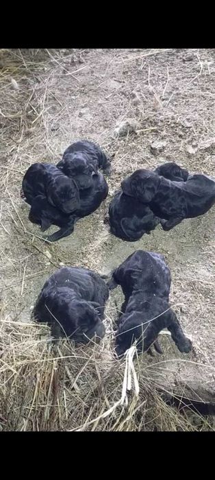 Щенки спаниеля чистопародиствые 4девочек