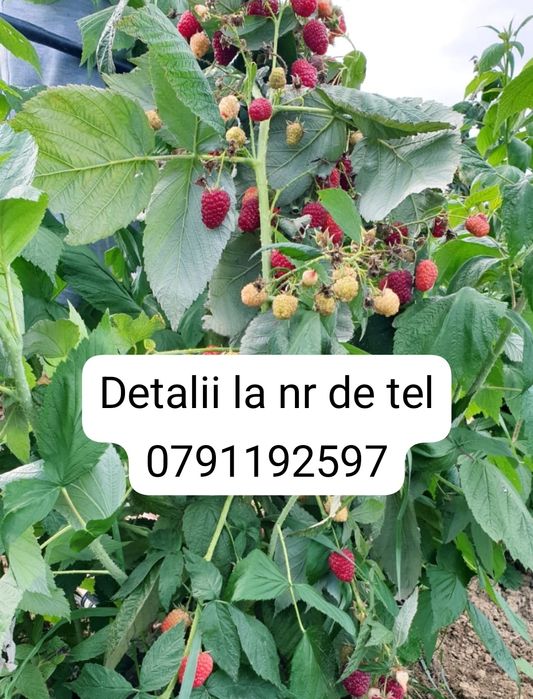 Butași zmeură Polka Cayuga