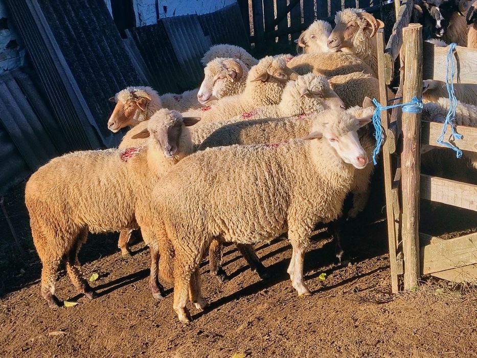 10 oi ,un berbec doi cârlani