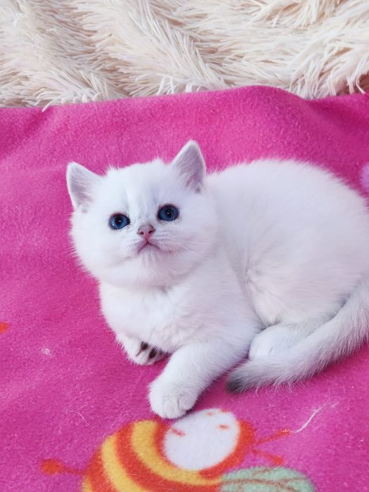 British shorthair NS 11 33  băieței și fetite