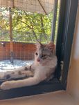 Котёнок мальчик пушистый