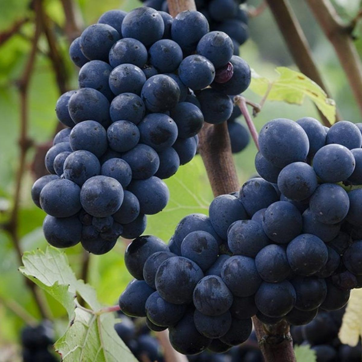 Vita de vie nobila de vin 19 soiuri