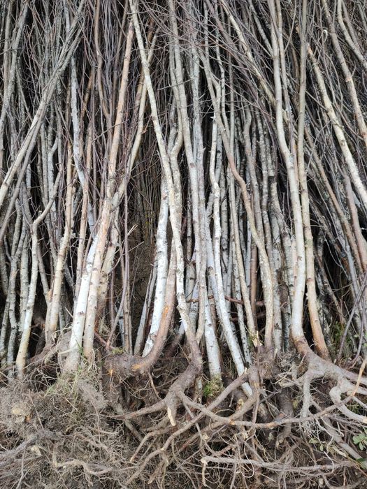 Puieti forestieri salcâm frasin carpen fag mesteacăn tei