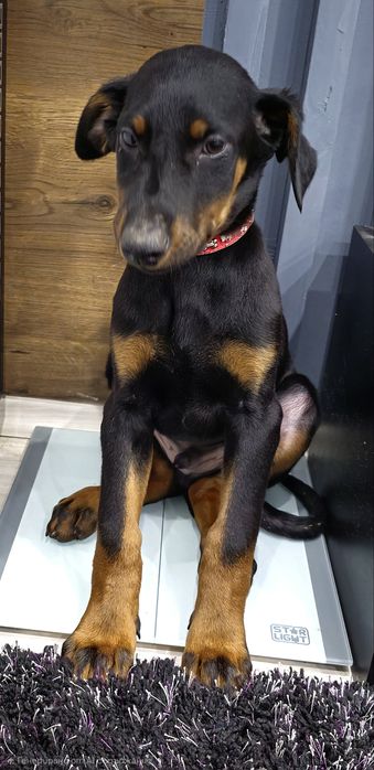 Бебета добермани