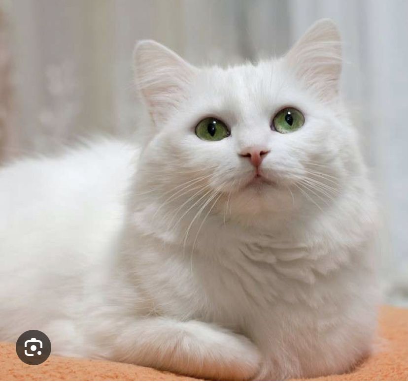 Продается кошка породы турецкая ангора