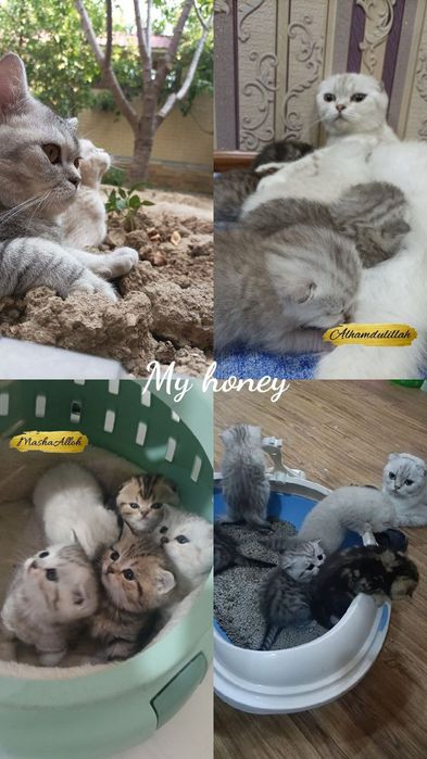 Серебристая шиншилла. Мушук болалари.