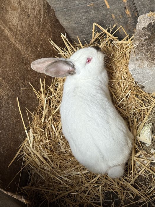 Vand femela urgent 150lei negociabil