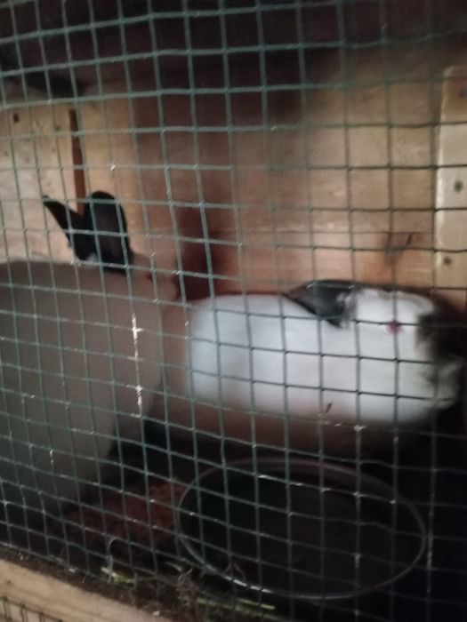 Iepuri Californieni originali