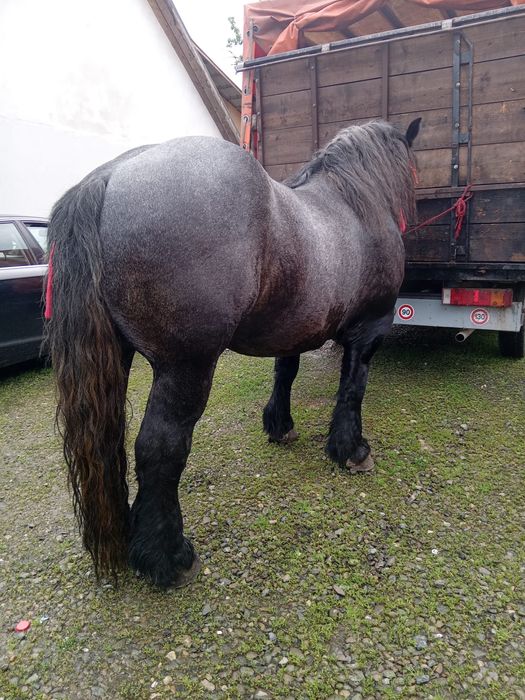 Vand armasar sur culoare coca cola