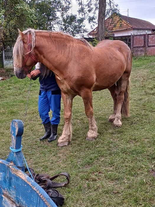De vânzare armăsar