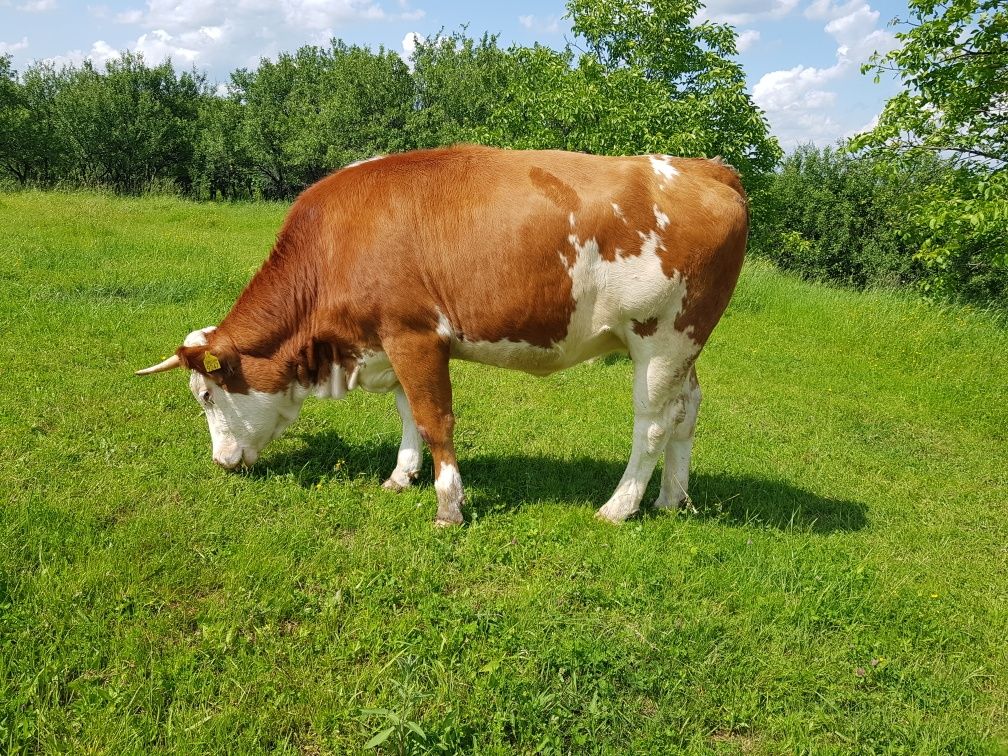 Bălțată românească