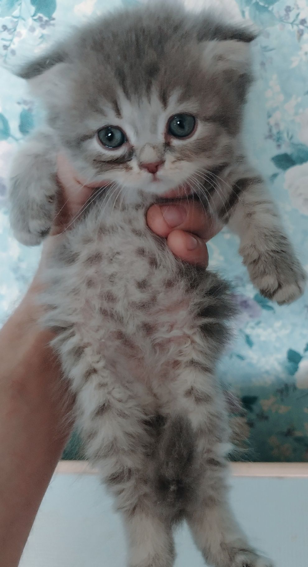 Продаются прекрасные котята