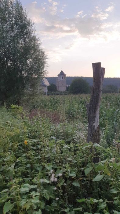 2 Terenuri - pozitii frumoase in Dobrovat - 120000 euro