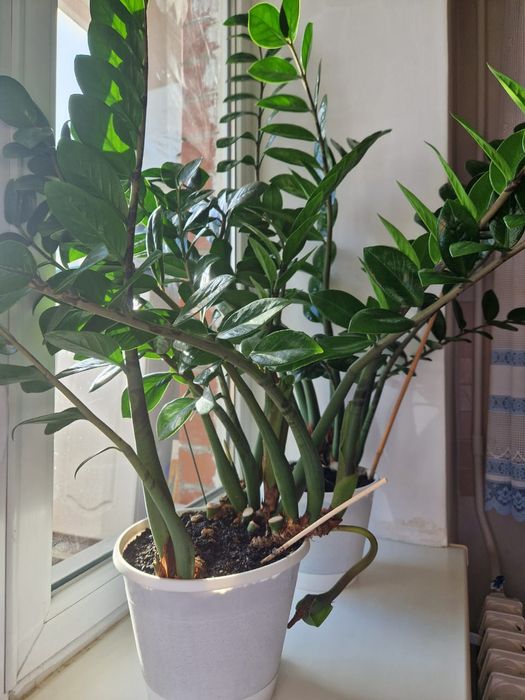 Продам долларовое дерево, замиакулькас