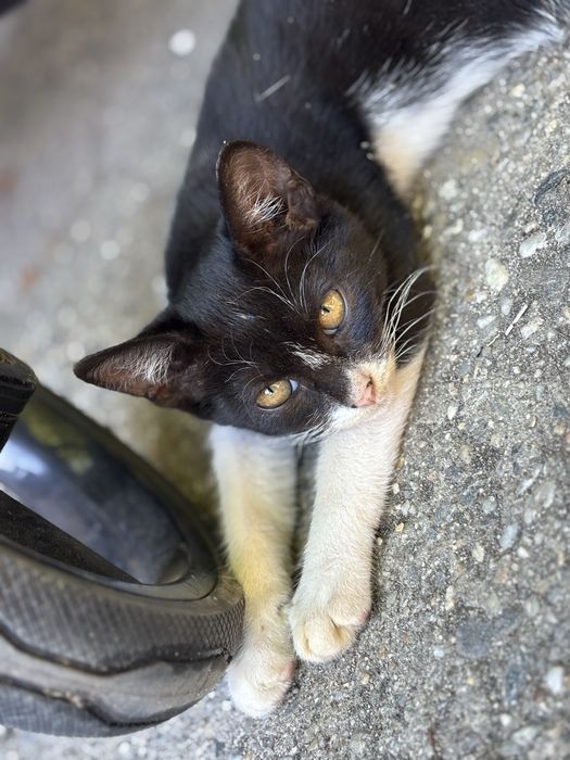 Pisici pui gratis jucause