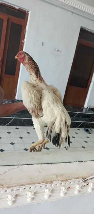 Сотилади Туркга Карея мокион