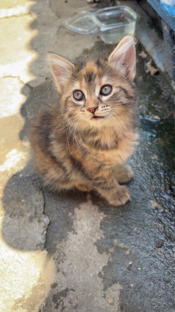 Подарявам котенца