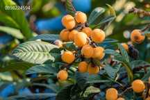 Японска мушмула (Eriobotrya japonica, Loquat)
ПРОМОЦИЯ !!!