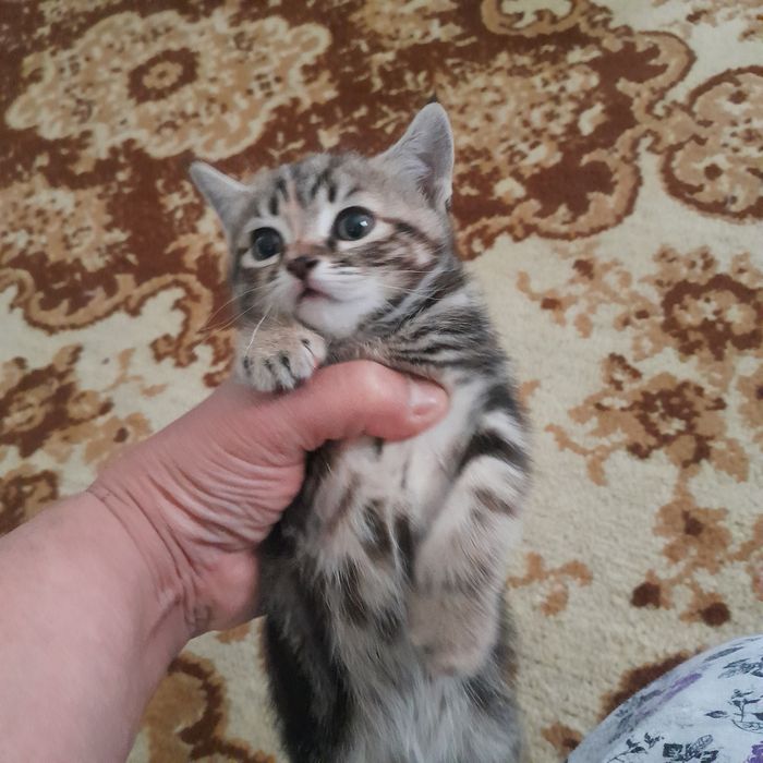Отдаю котят в хорошие руки к лотку приучены едят все