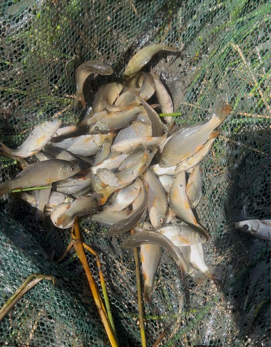 Малек сиголетка сазан карп