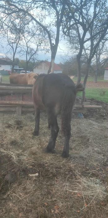 Vând  o mânz de 5 luni frumos