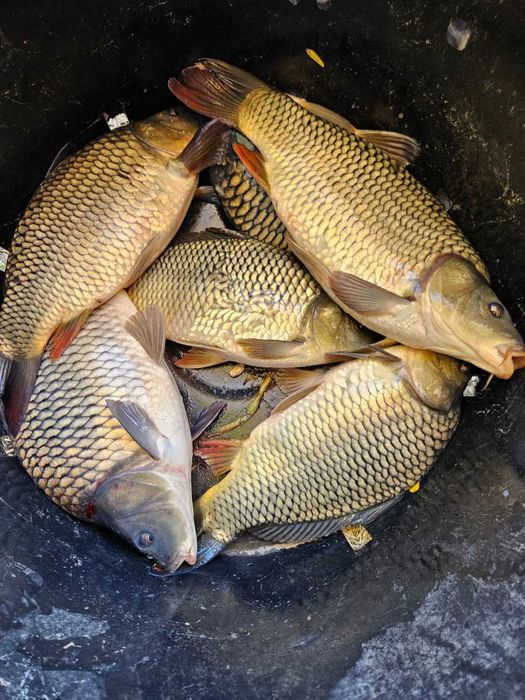 Peste pentru populat bazine vara 2, crap, cteno, sânger, novac, caras