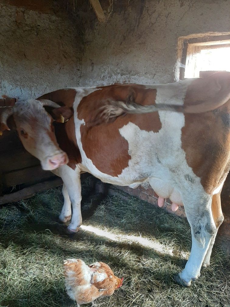 Vând vaca cu vitel Baltata românească de 6 ani com tarnova caras sever