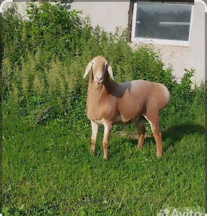 Qassob xizmati. Soʻyamiz & Chopamiz.