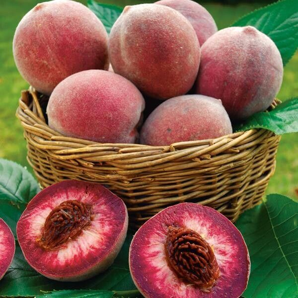 Pomi Fructiferi Deosebiti