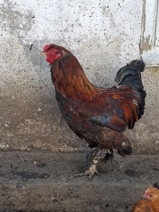 Продам курей и петухов