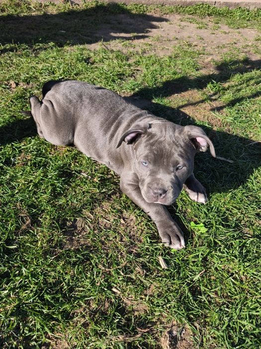 American bully standard