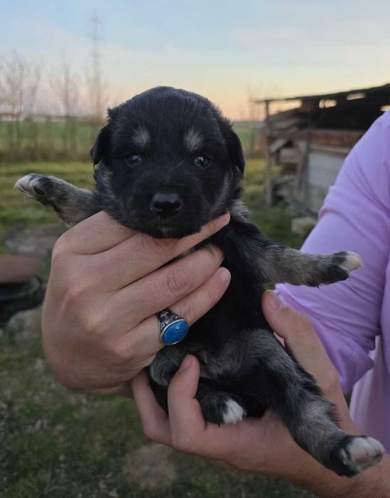 Ofer spre adopție 5 cățeluși – disponibili în aproximativ o lună