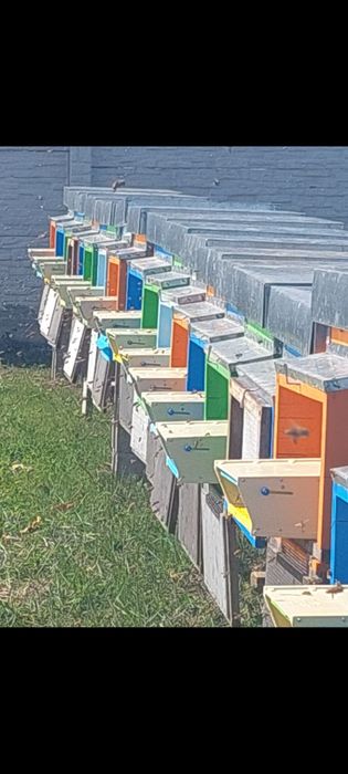 Lazi stupi, cu magazie cladita, colector și hrănitor