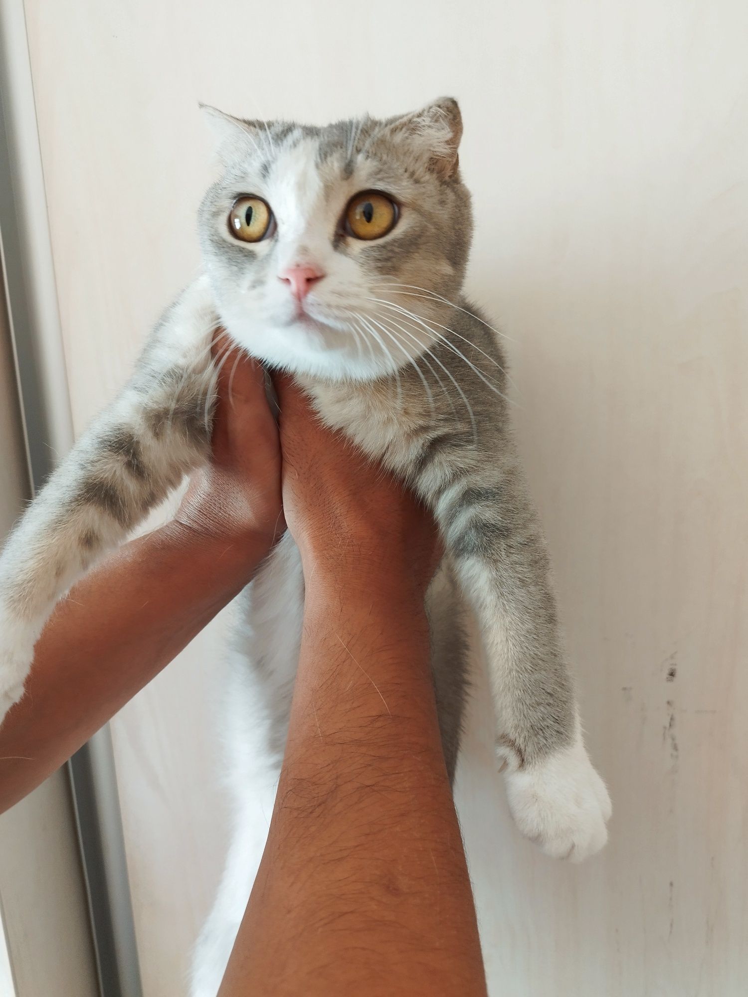 Скоттиш фолд угил киз