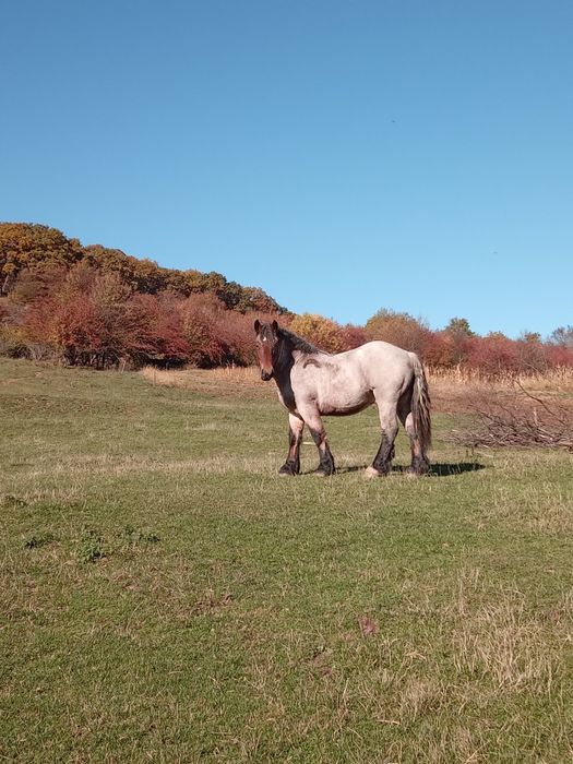 Vând mânz de talie grea