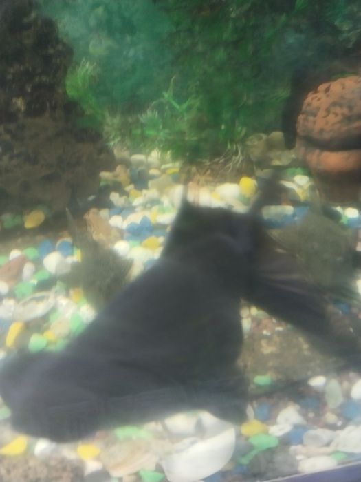 Продам рыб Аквариумных