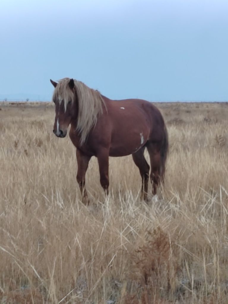 Айғыр, конь, Айгыр