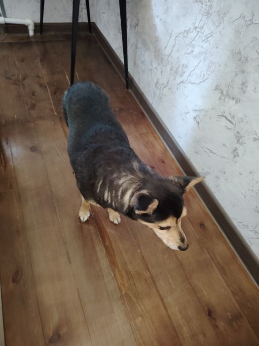 Отдам собаку в хорошие руки