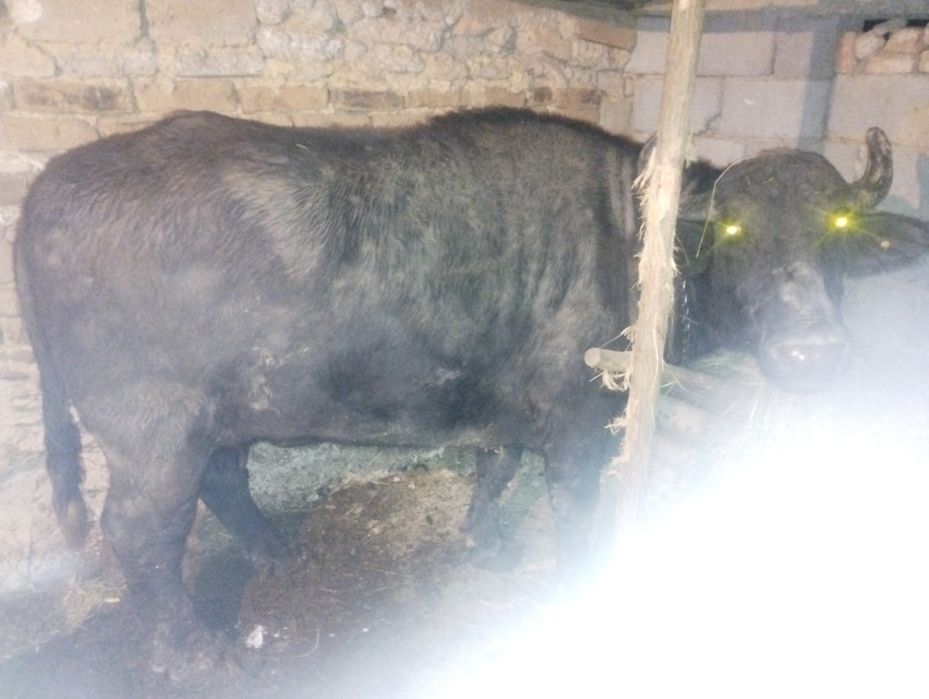 Vând bivoliță cu lapte.