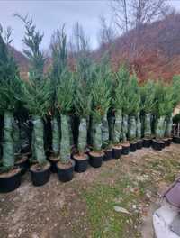 Leylandii 2.3m - 2.5m/ super oferta/ oferim livrare și plantare