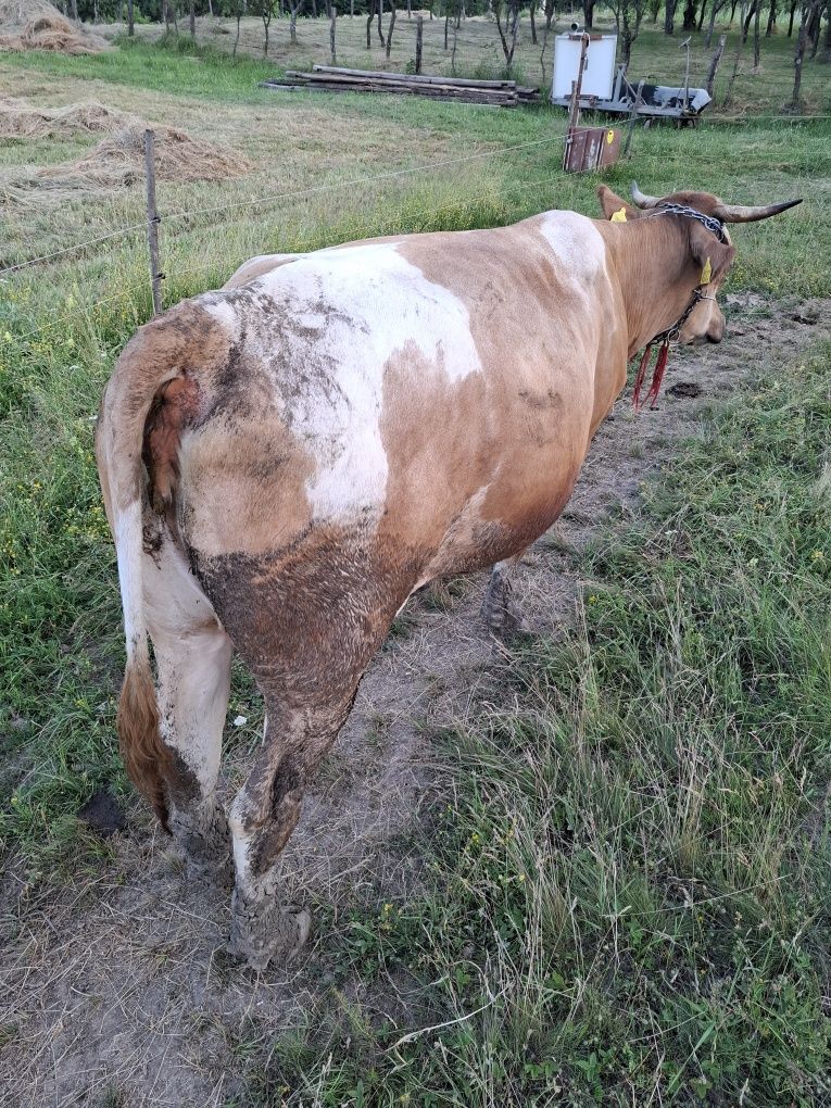 Vaca fata recent