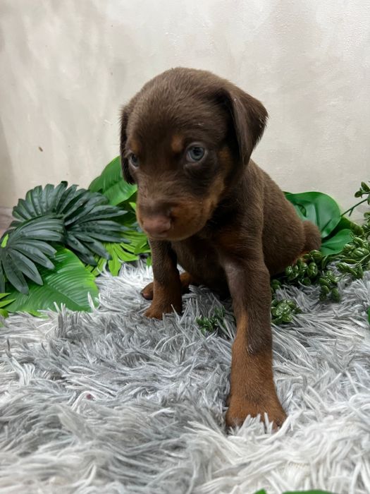 Щенки добермана,мальчики и девочки