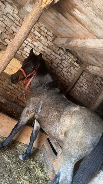 Manza de 1 an si 2 luni