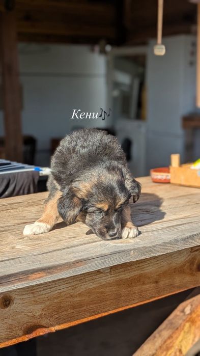 Подаряваме кученца