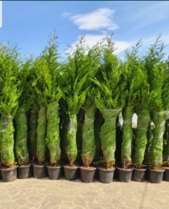Vand plante ornamentale aclimatizate tuia smarald leilandy gazon rulou