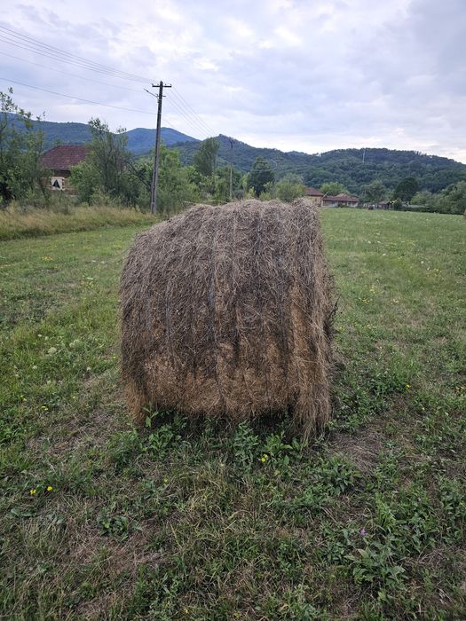 Baloti fan mari de 160 la disponibil 10 buc 300 buc lei