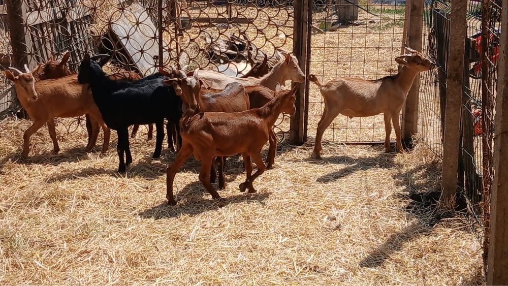 Vand tapi angronubian  si murciano