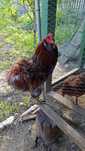 Vand cocos Araucana