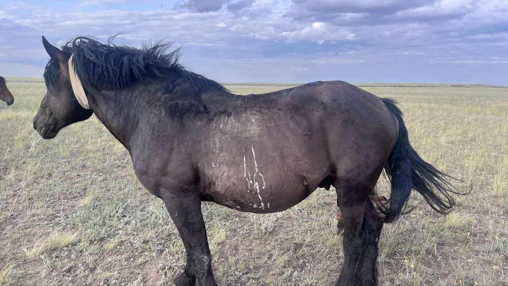 Тяжеловоз айгыр сатылады